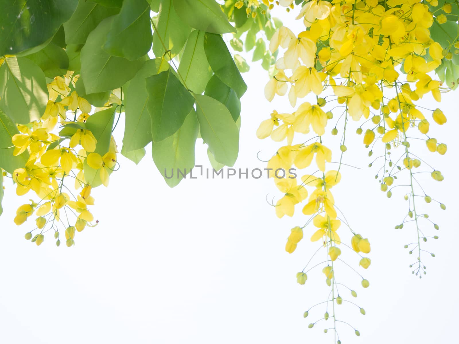 Beautiful Green leaves on white background
