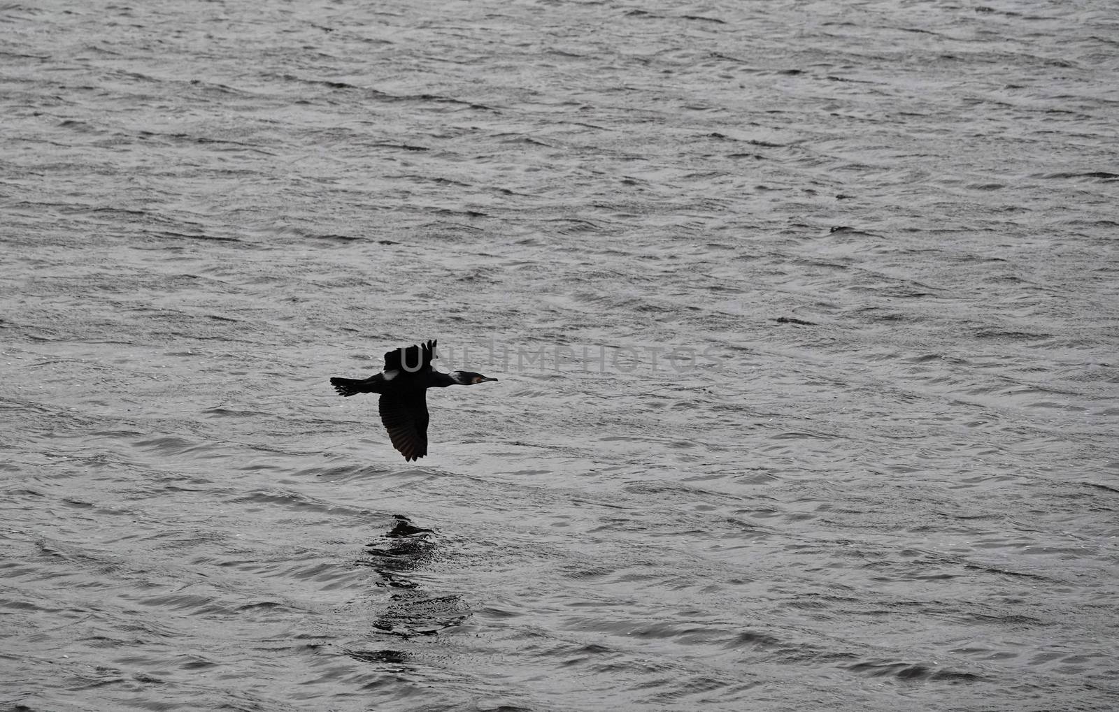 phalacrocorax bird flying over the water also called great black cormorant