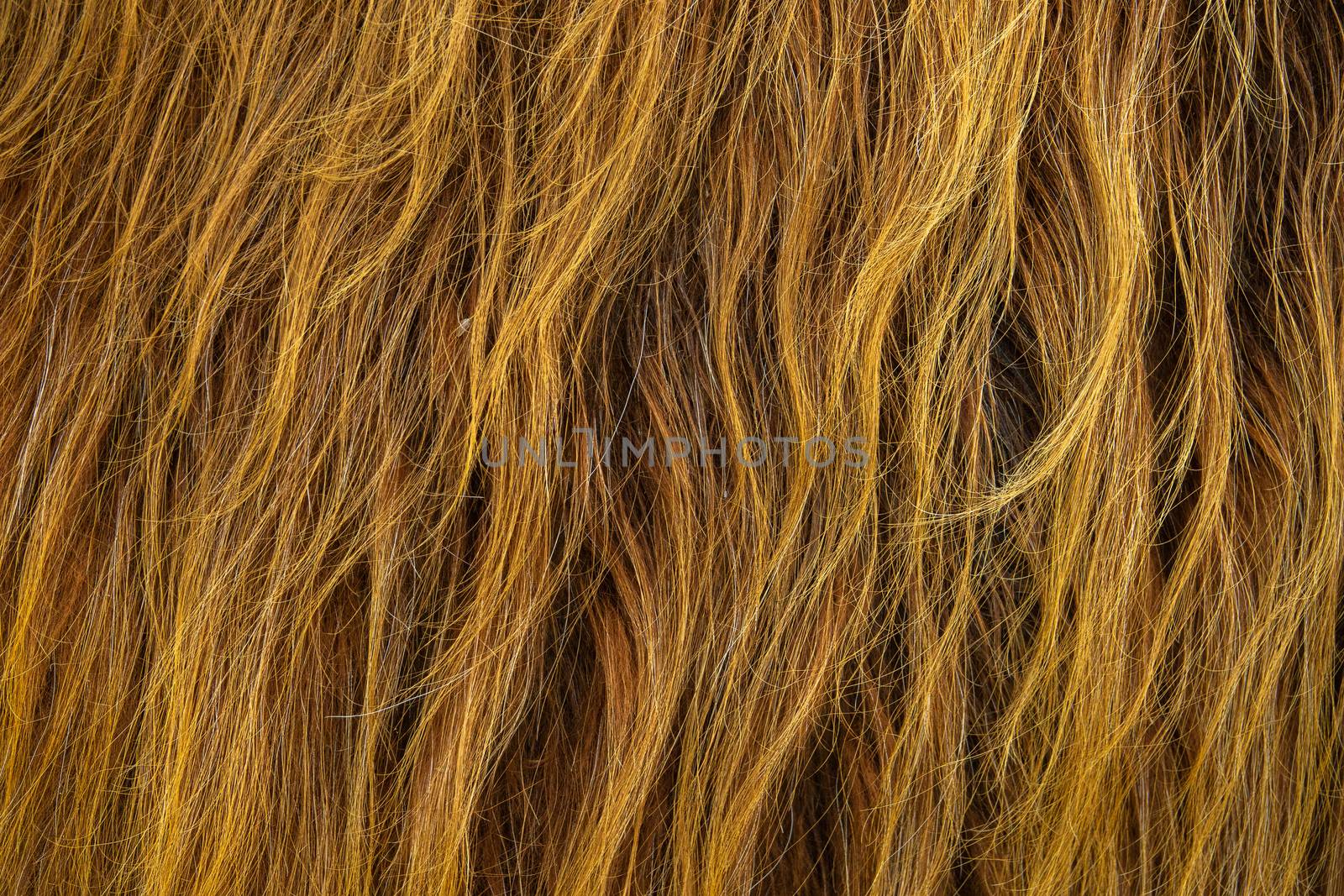 Background Texture Of The Wild Red Hair Of A Scottish Highland Cow