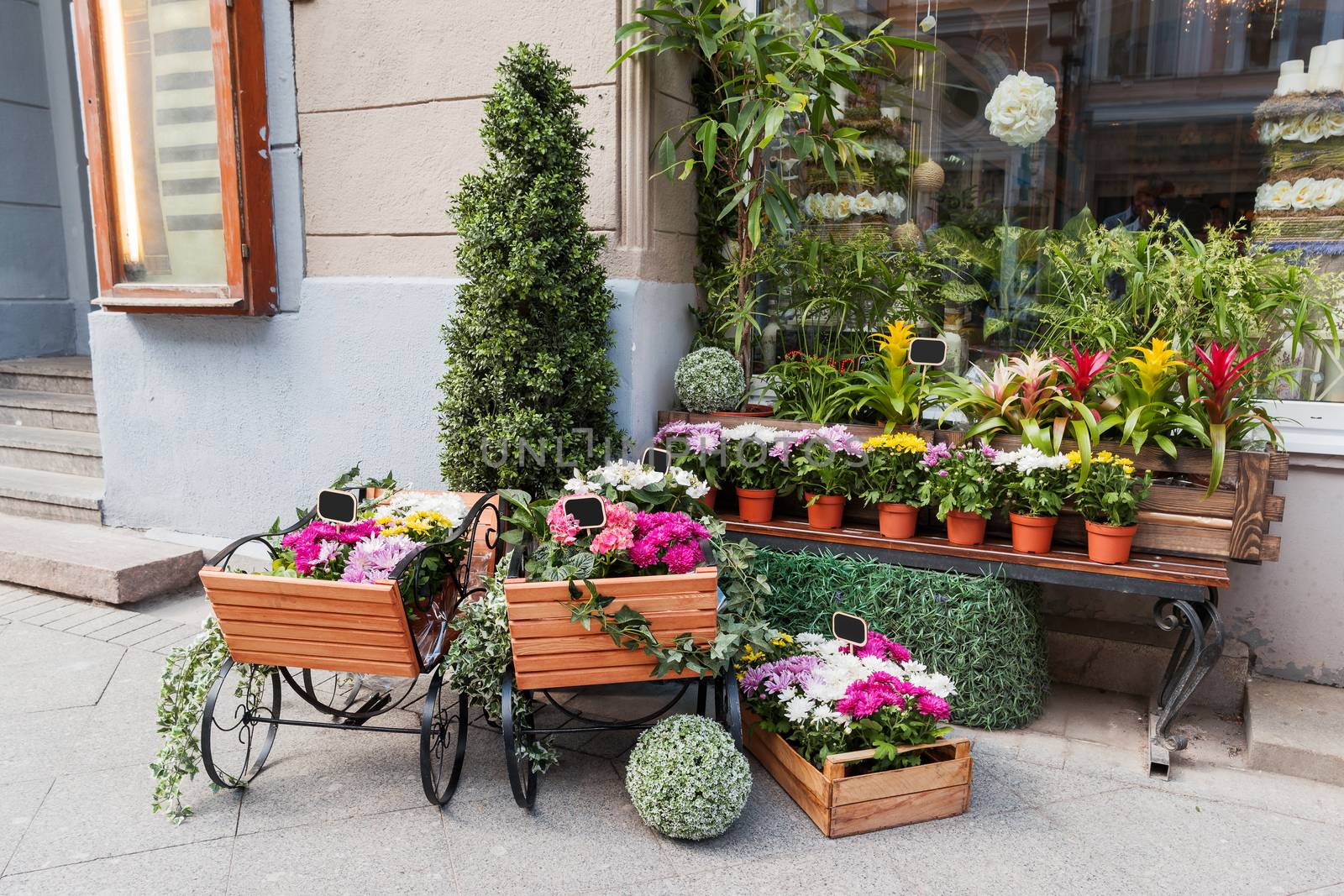 Potted flowers on showcase near the flower shop. Spring sale of hydrangeas, cyclamen, chrysanthemums. Moscow, Russia.