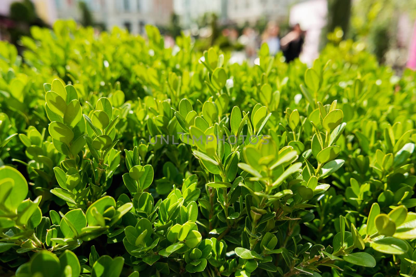 Natural background with Buxus (Boxtree, boxwood). Close up photo in sunny day. Street decoration with plants.