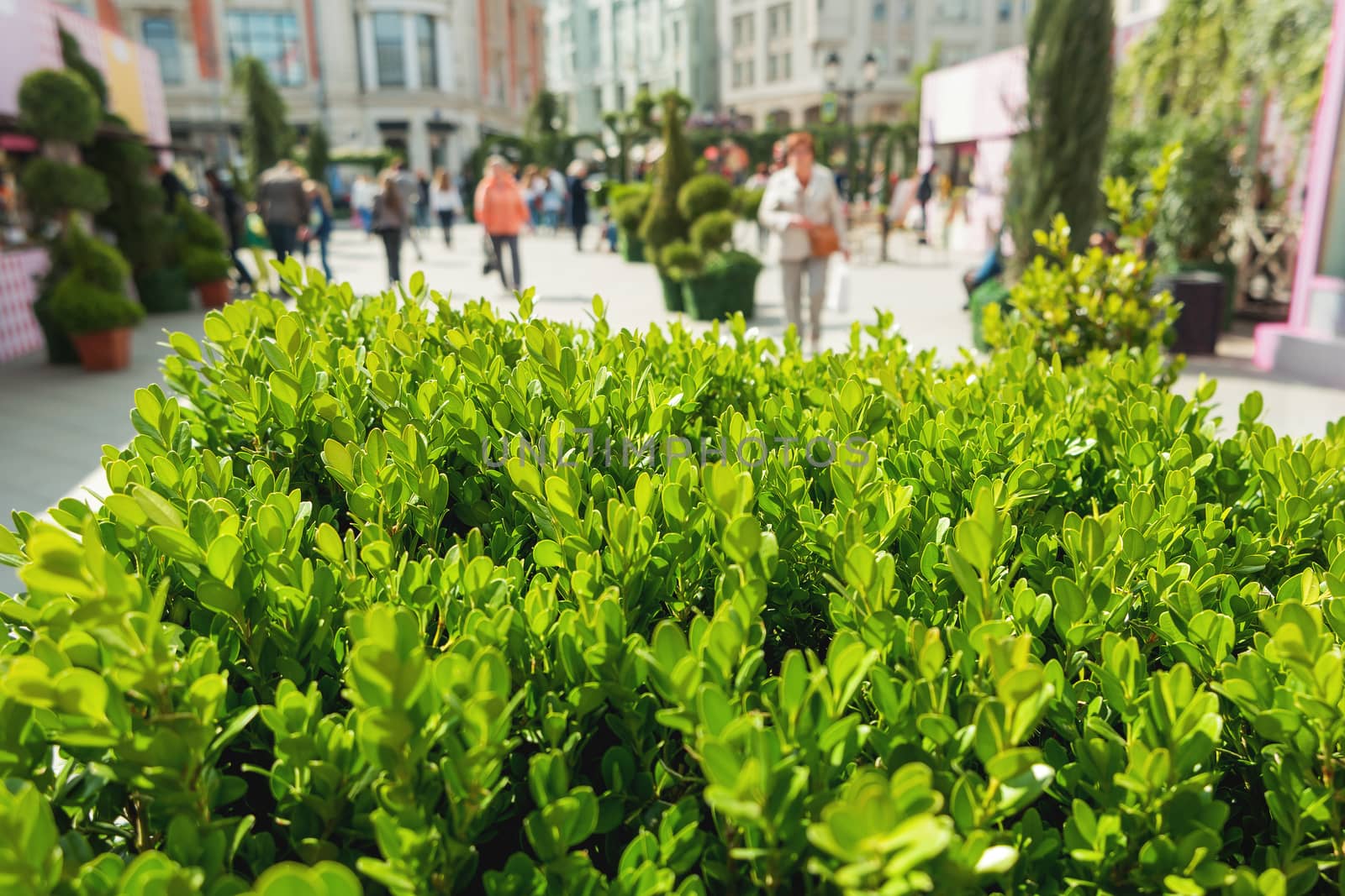Natural background with Buxus (Boxtree, boxwood). Close up photo in sunny day. Street decoration with plants.