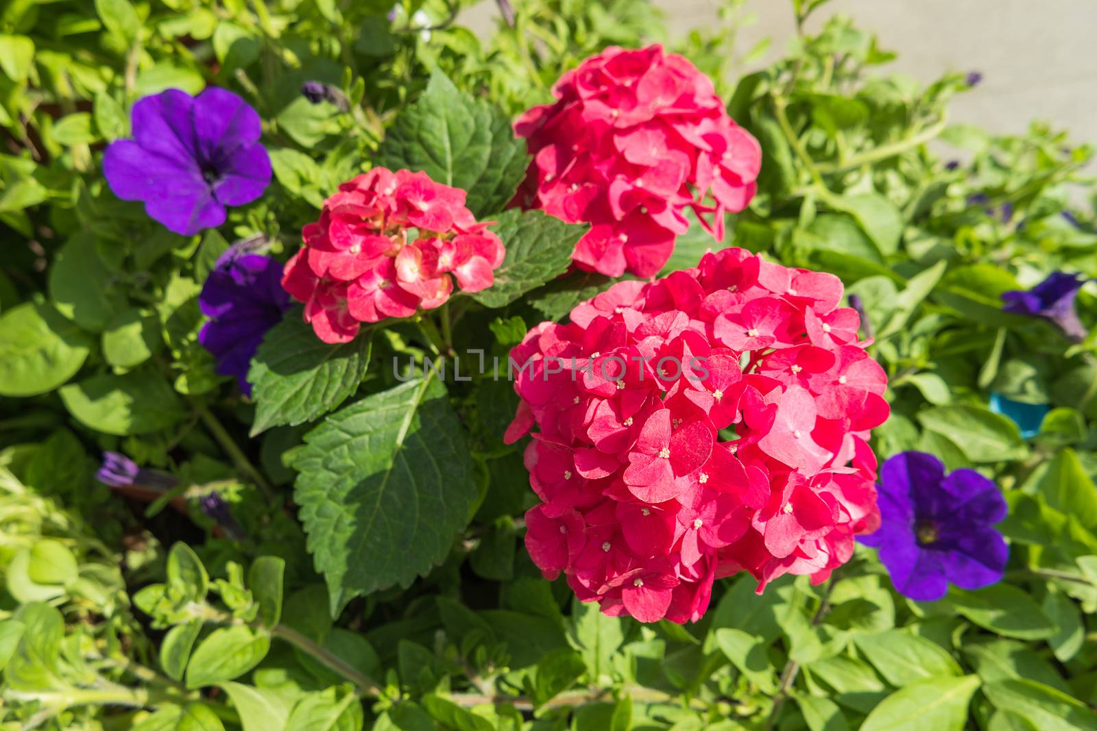 Potted flowers of hydrangeas. Street decoration. Moscow, Russia.