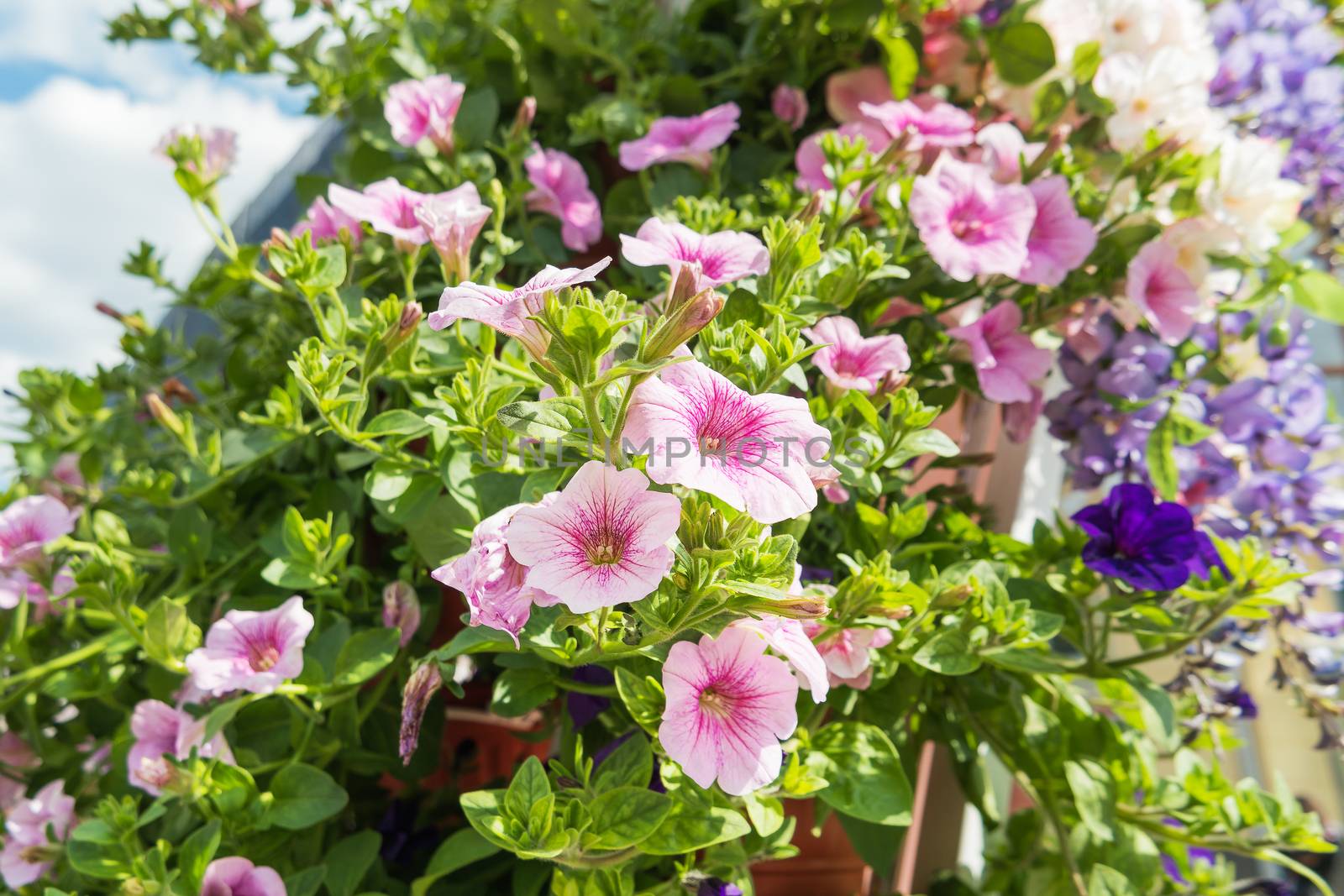 Potted flowers of petunia. Street decoration of plants and colorful flowers. Moscow, Russia.