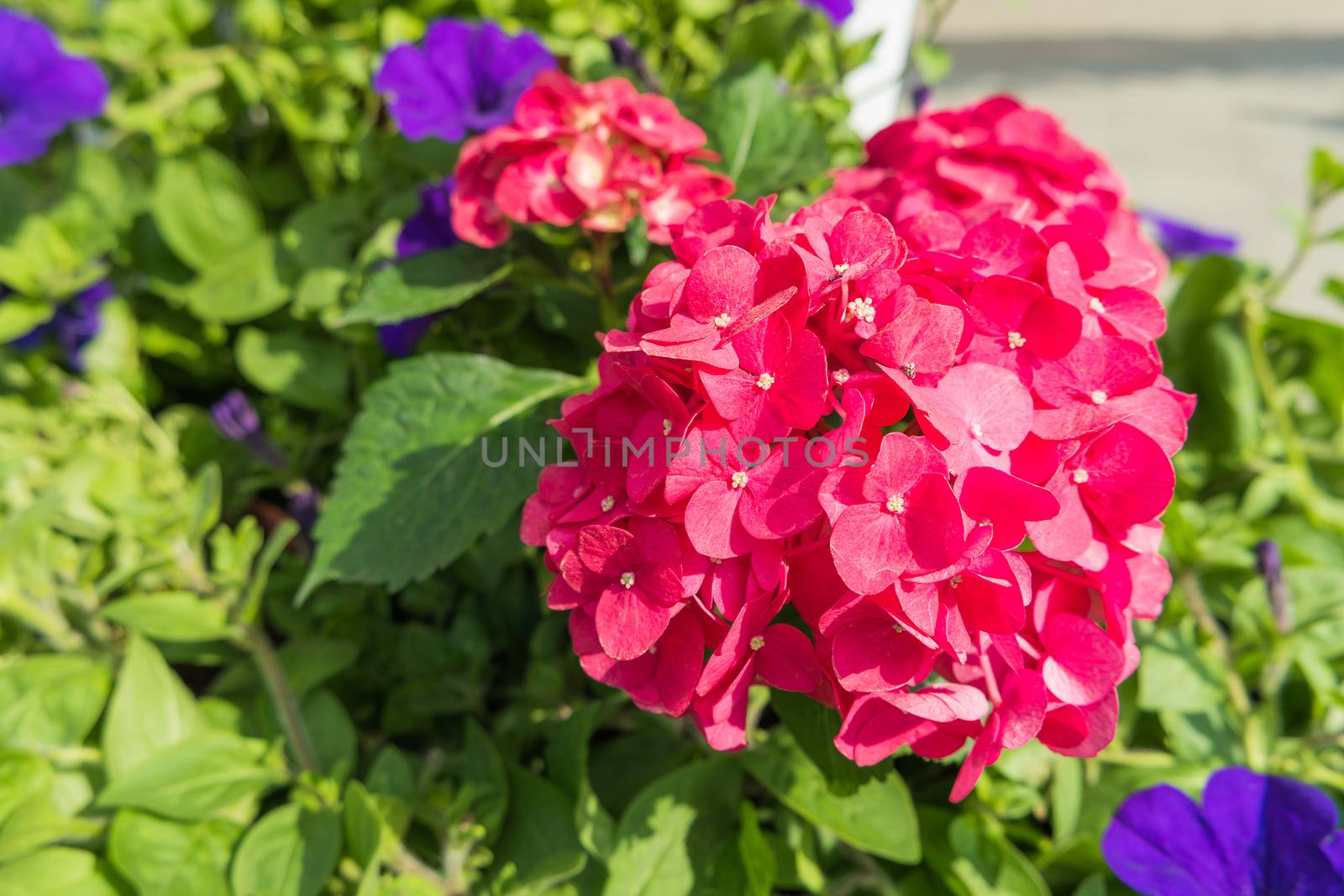 Potted flowers of hydrangeas. Street decoration. Moscow, Russia.
