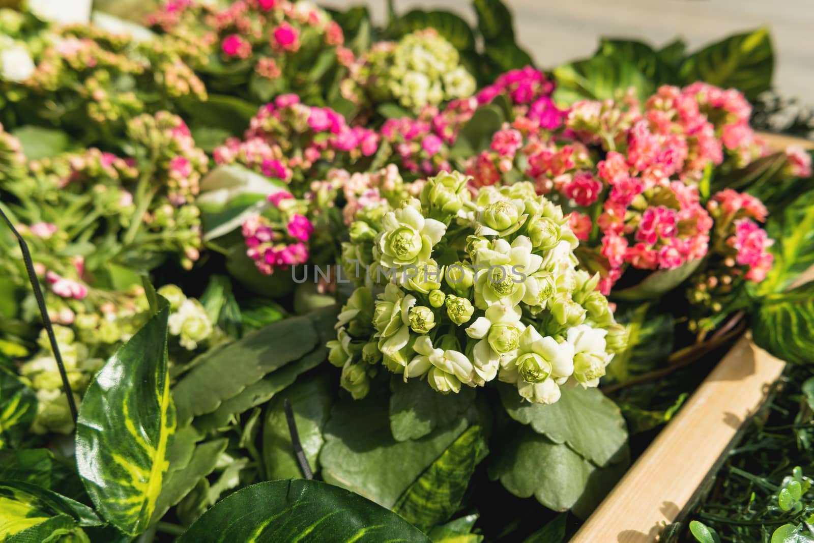 Potted flowers of Kalanchoe. Street decoration with plants and flower compositions. Moscow, Russia.
