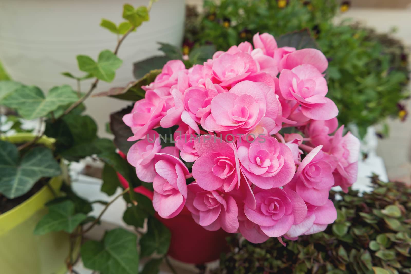Potted flowers of pink azalea. Street decoration with plants and flower compositions. Moscow, Russia.