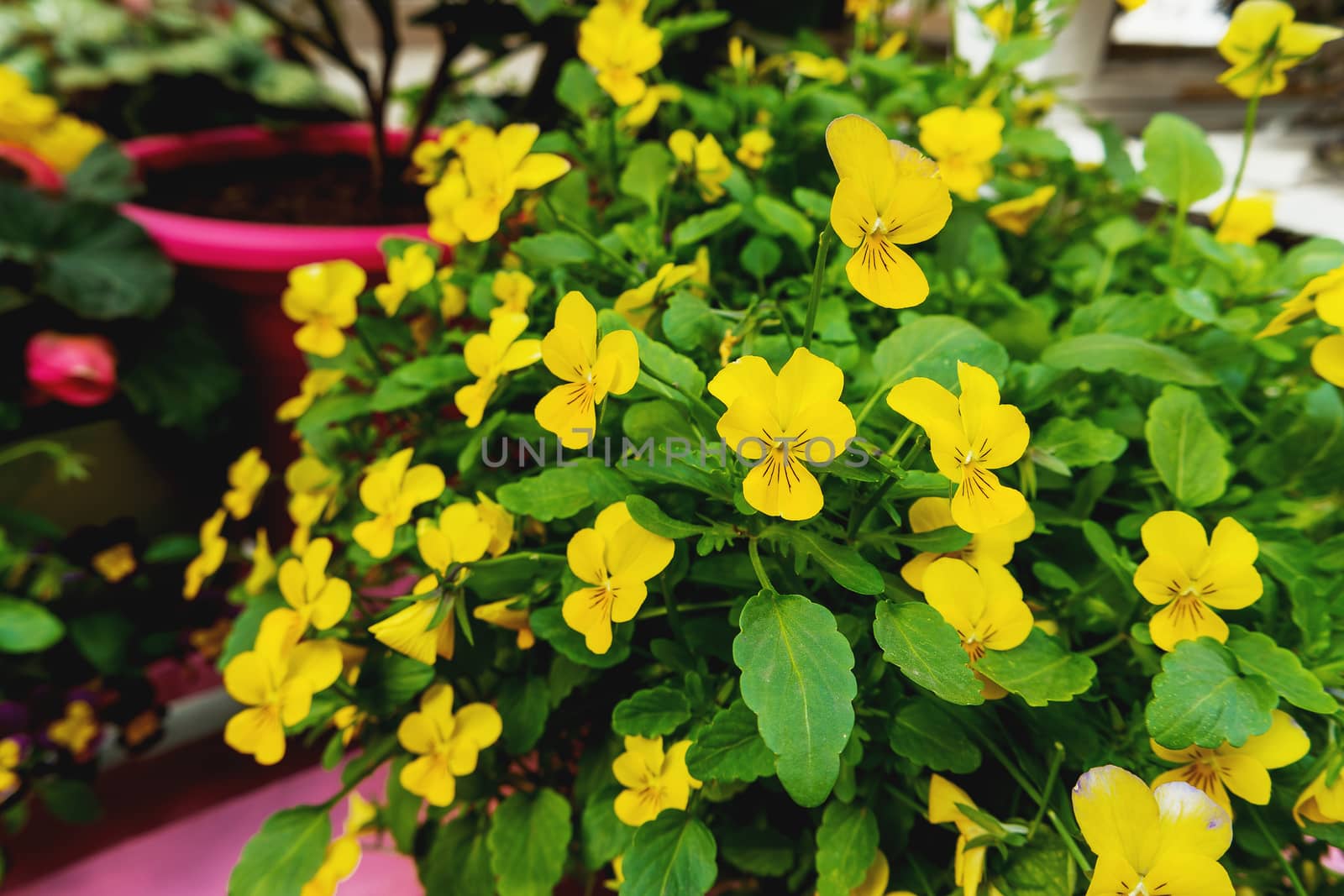 Potted flowers of garden pansy. Street decoration of plants and colorful flowers. Moscow, Russia.