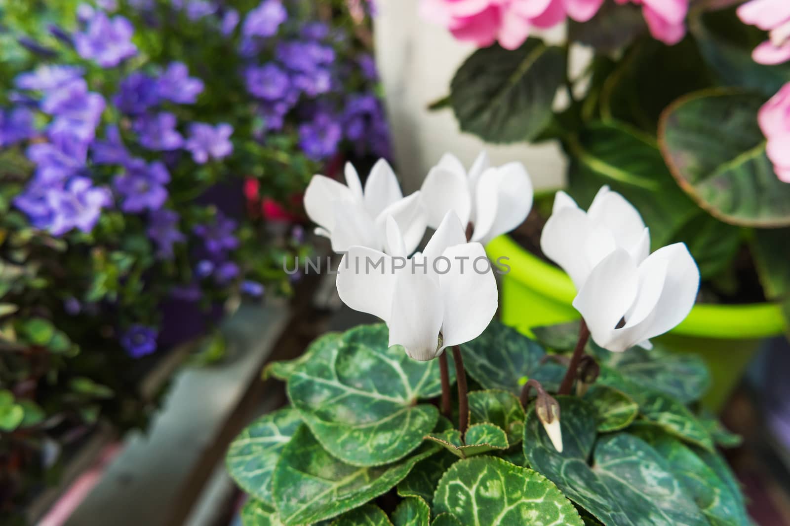 Potted flowers of cyclamen. Street decoration of flowers and plants. Moscow, Russia.