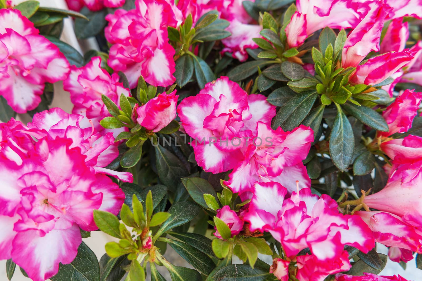 Potted flowers of pink azalea. Street decoration with plants and flower compositions. Moscow, Russia.