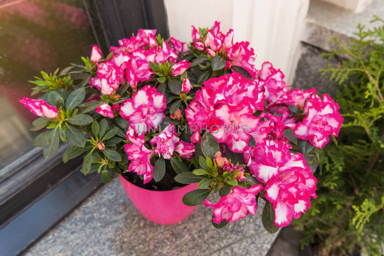 Potted flowers of pink azalea. Street decoration with plants and flower compositions. Moscow, Russia.