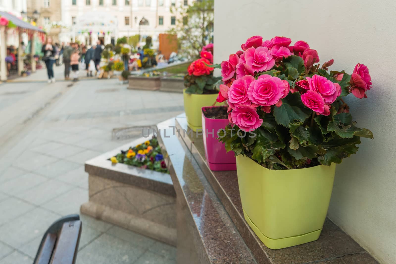 Potted flowers of azalea. Street decoration with flowers and plants. Moscow, Russia.
