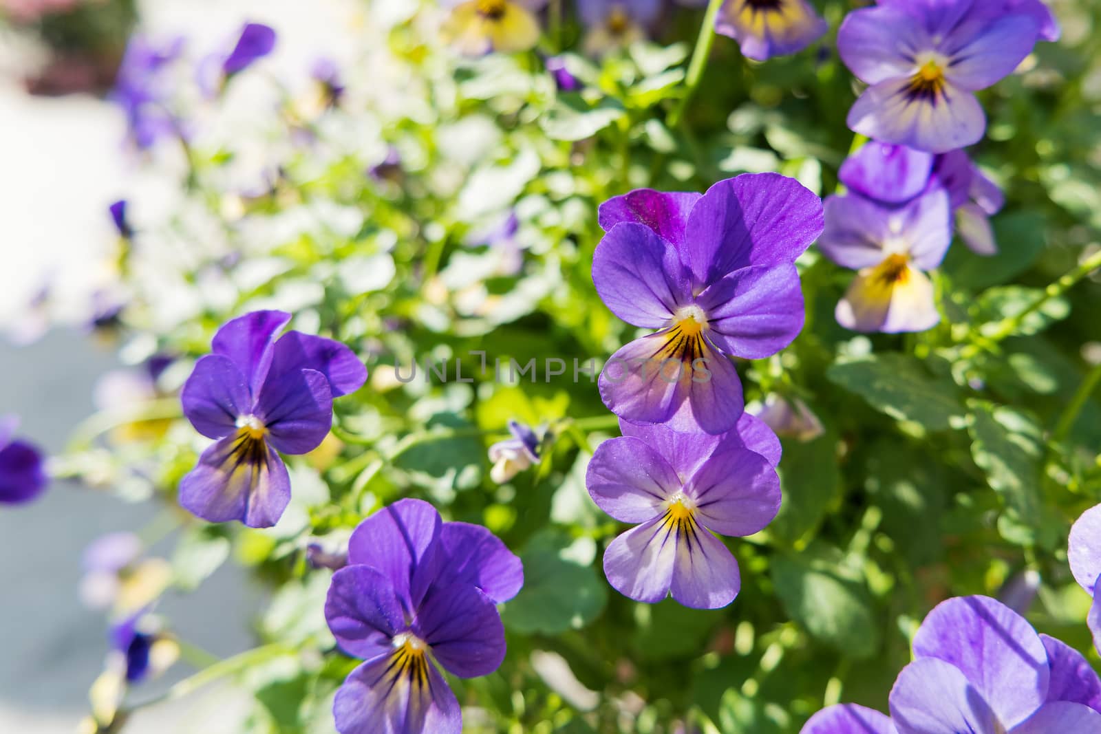 Potted flowers of garden pansy. Street decoration of plants and colorful flowers. Moscow, Russia.