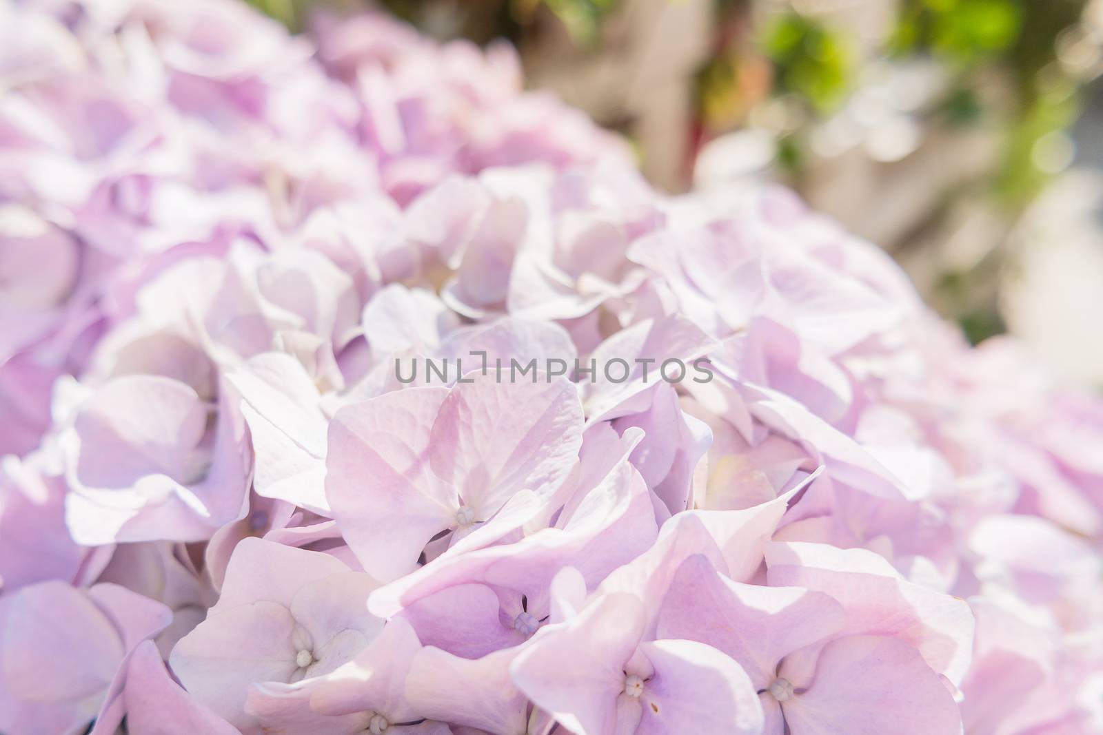 Potted flowers of hydrangeas. Street decoration. Natural background. Moscow, Russia.