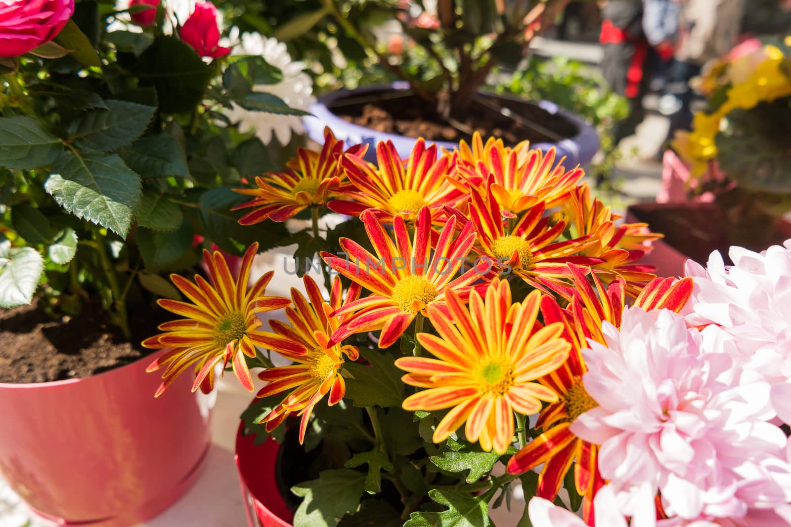 Potted flowers of chrysanthemum. Street decoration with plants and flowers. Moscow, Russia.
