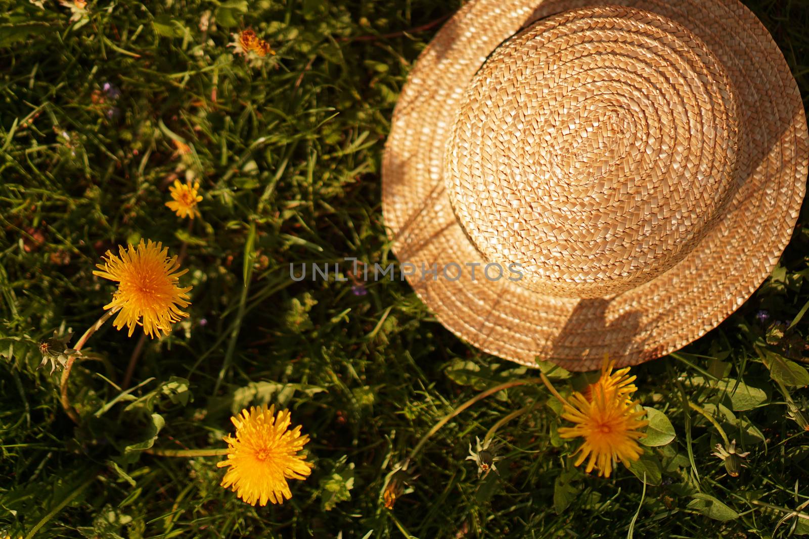 Spring Landscape with dandelions. Yellow flowering meadow. Nature background. Garden with straw hat. Flowers.