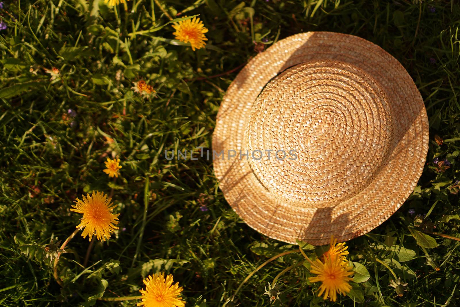 Spring Landscape with dandelions. Yellow flowering meadow. Nature background. Garden with straw hat. Flowers.