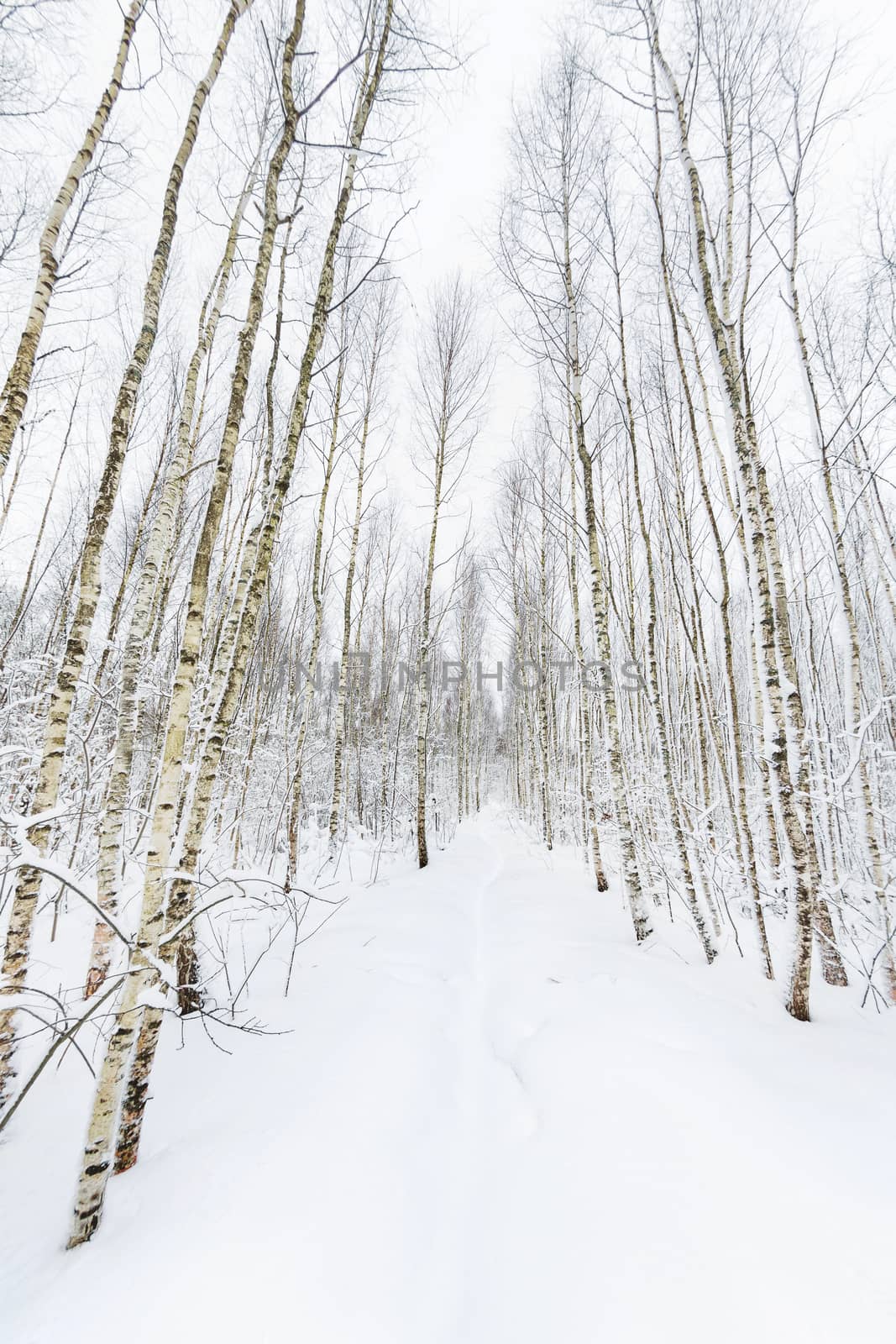 Winter forest. Snowy wood captured with Fish-Eye lens. Path between trees.