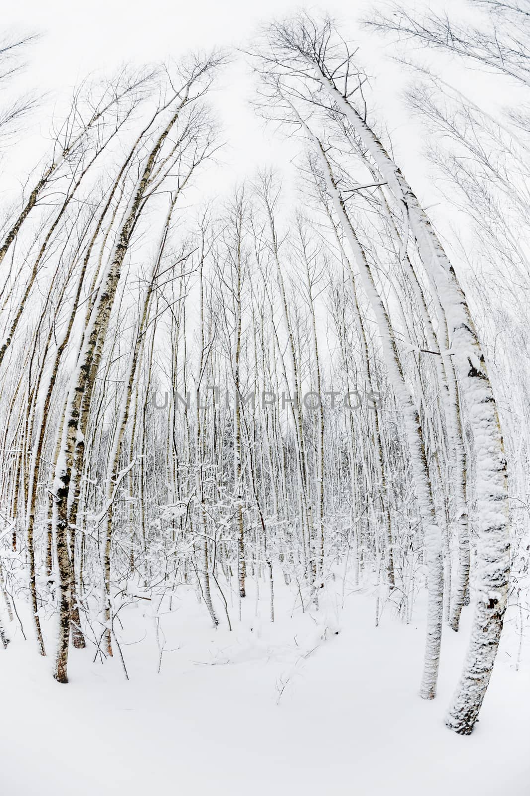 Winter forest. Snowy wood captured with Fish-Eye lens. Path between trees.