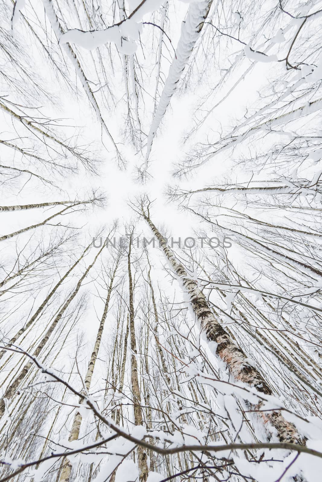 Winter forest. Snowy wood captured with Fish-Eye lens. Bottom view. by aksenovko