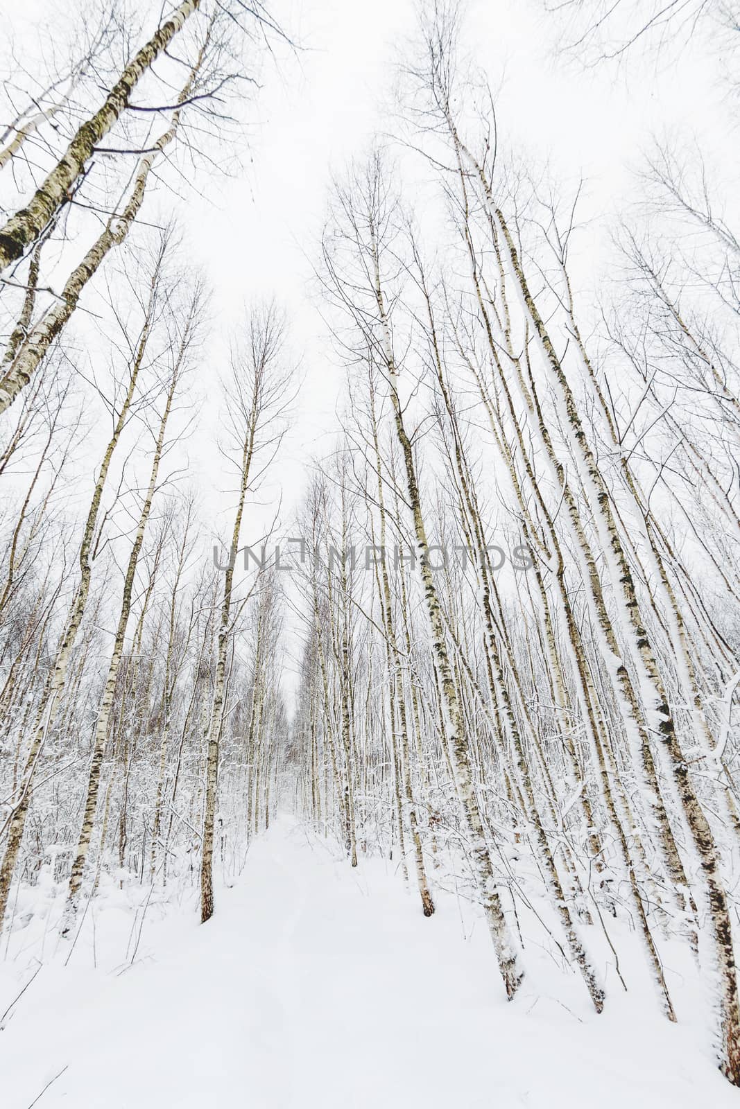 Winter forest. Snowy wood captured with Fish-Eye lens. Path between trees. by aksenovko