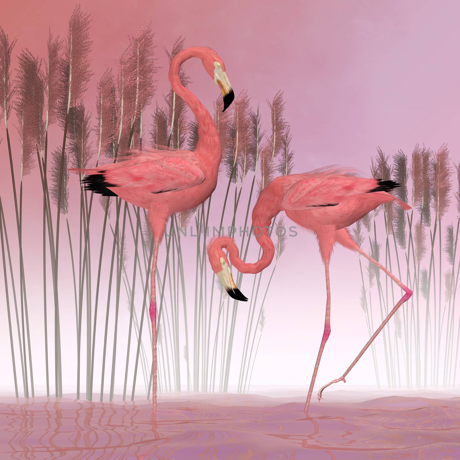 American Flamingoes by Catmando
