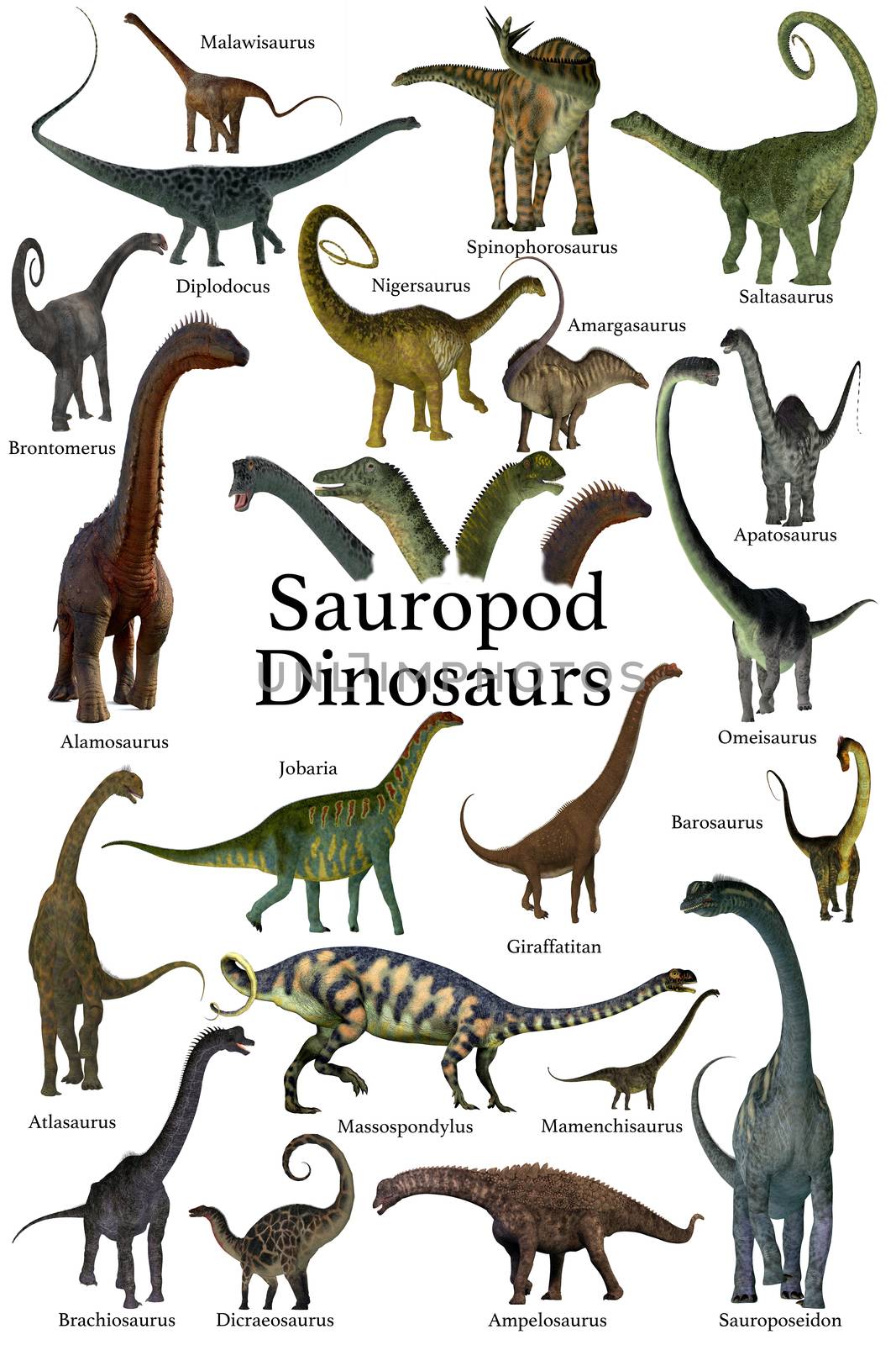 This is a collection of herbivorous sauropod dinosaurs who have long necks and tails with small heads.