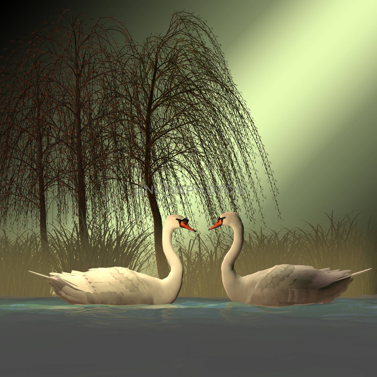 Two Mute Swans by Catmando