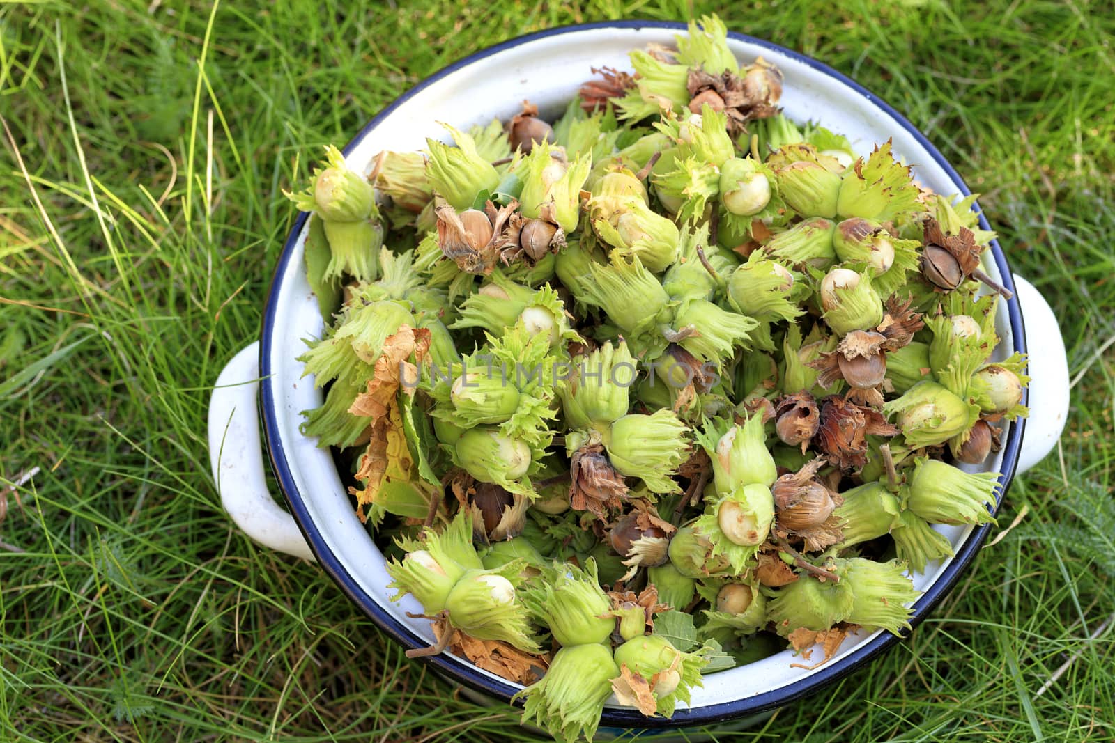 Harvest of a young hazelnut in a metal pan on a background of green grass.