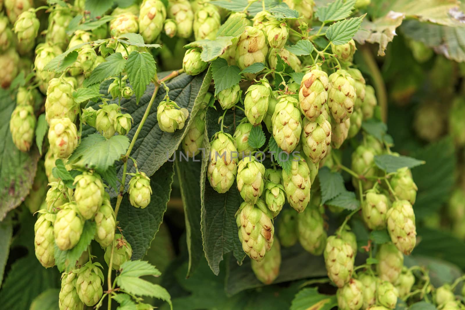 Ripe cones of fragrant hops hang down in dense clusters close up.