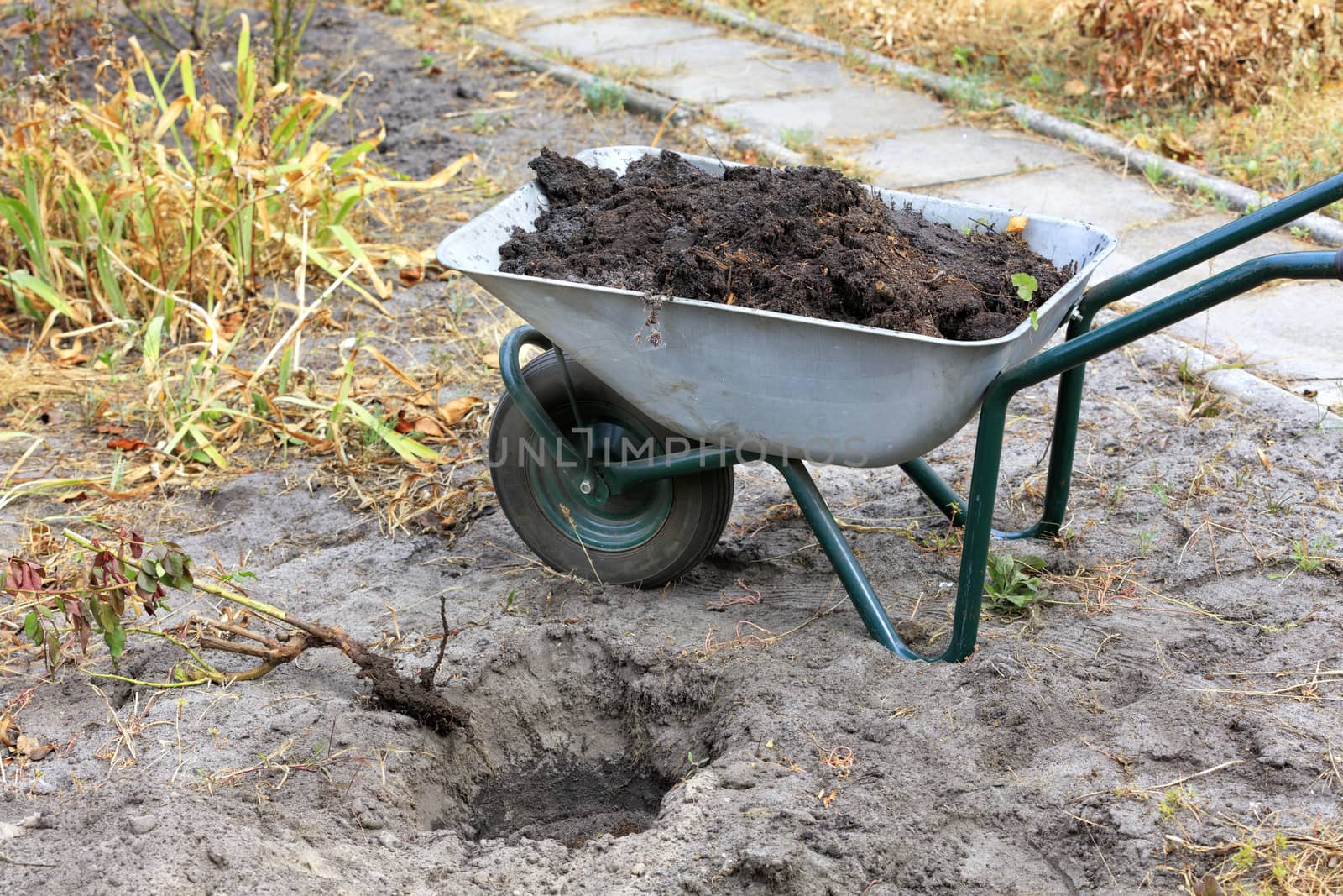 A garden wheelbarrow is used in the infield to deliver soil and peat to plant a rose bush. Home garden and agricultural concept.