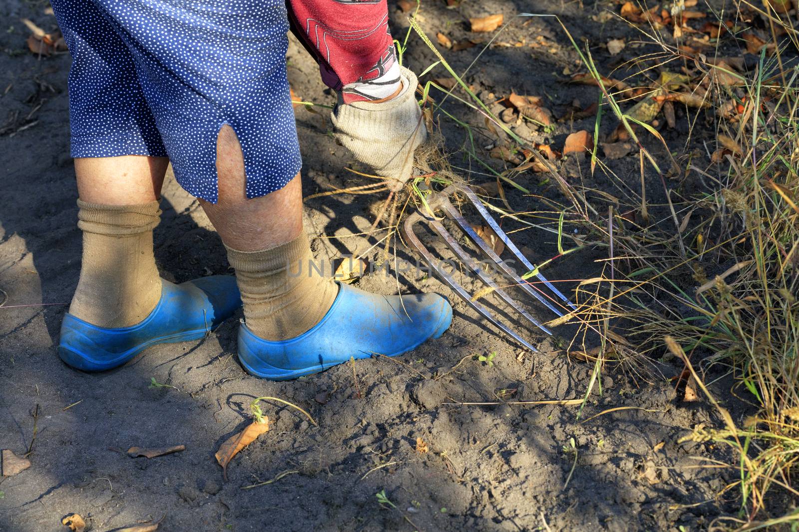 A farmer with an iron pitchfork weeds a flower bed and removes weeds. by Sergii