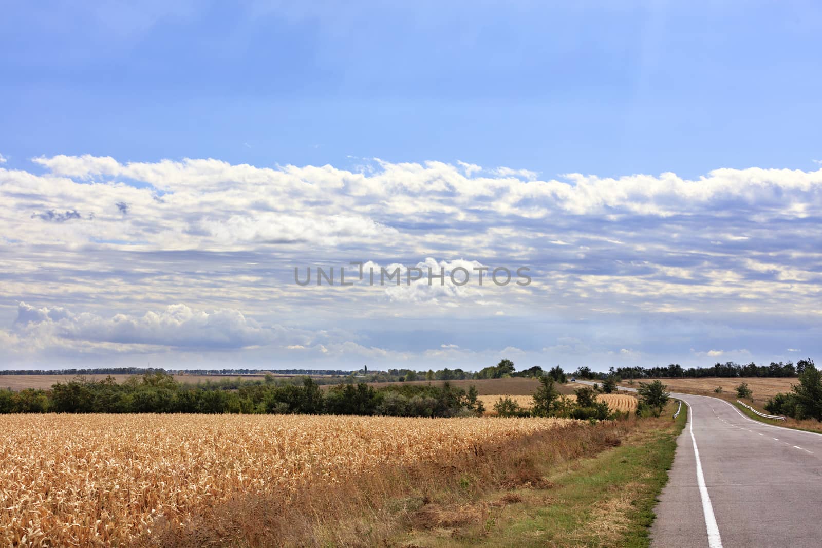 Rural landscape of an empty road near a corn field on an autumn day. by Sergii