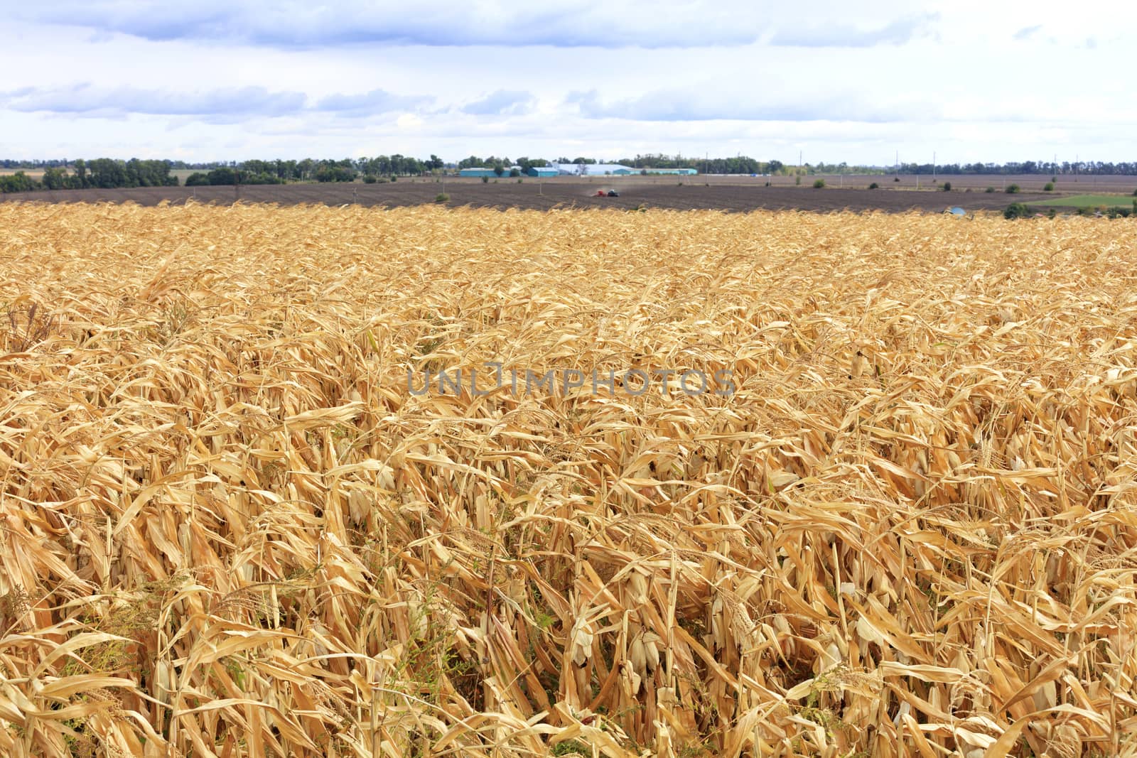 Bright yellow field of ripe corn against the background of a working agricultural tractor in the distance and blur and cloudy sky. by Sergii