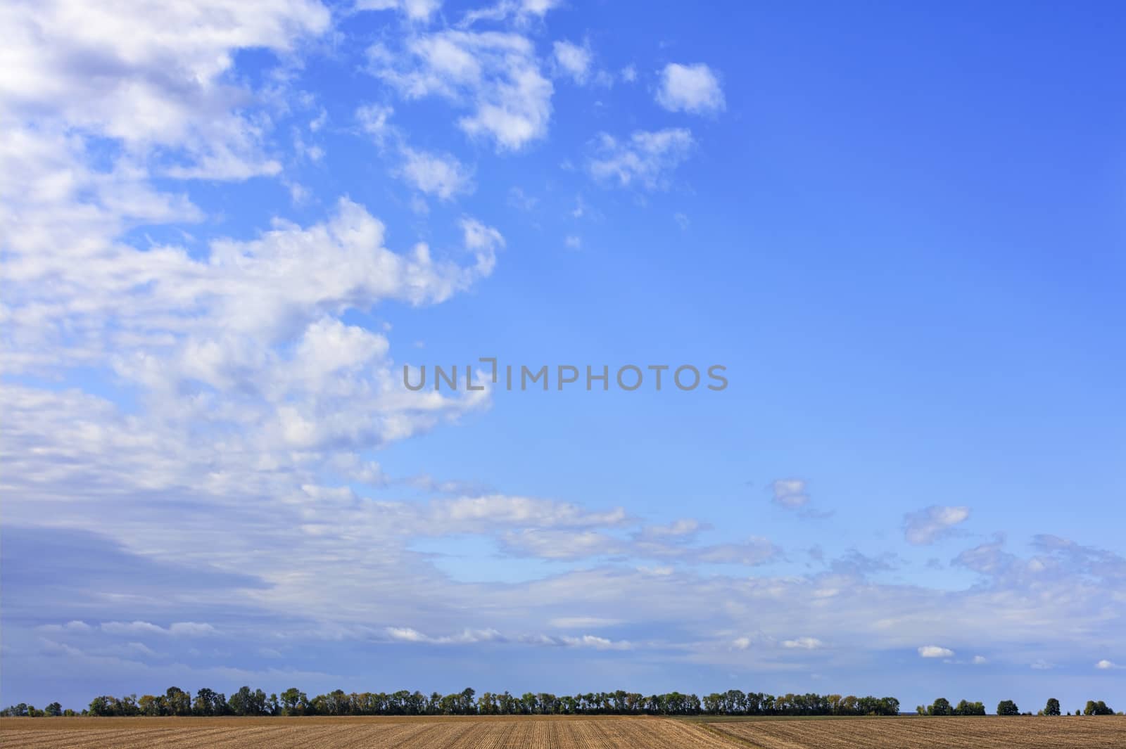 Large white clouds float in the blue sky above the horizon of the field and forest belt. by Sergii