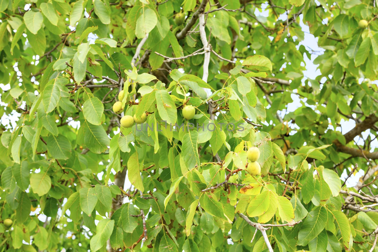 Fruits of a ripening green nut among yellowing leaves on a young bright green tree in the fall season. by Sergii