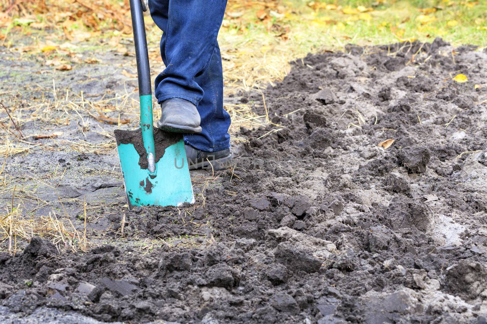 A farmer with a shovel digs the ground and removes the weeds from the beds in the autumn afternoon. by Sergii