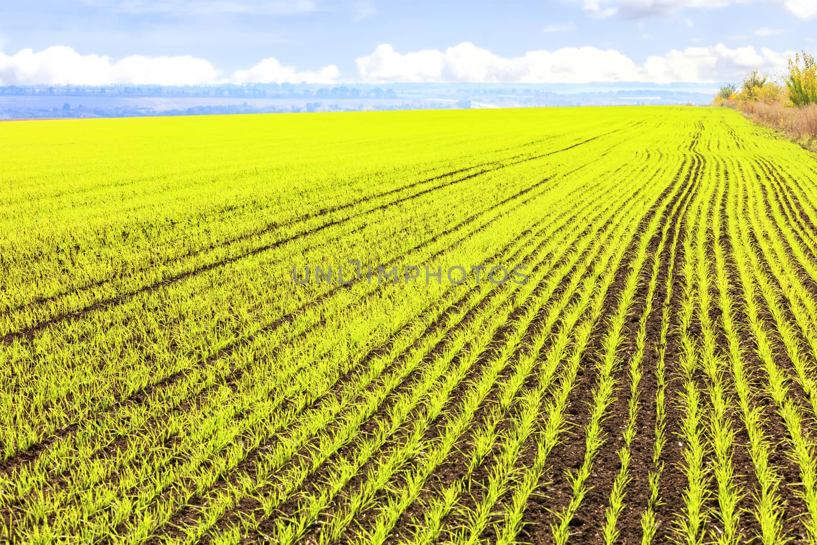 Smooth rows of sprouts of winter wheat sprouted in a vast field. by Sergii
