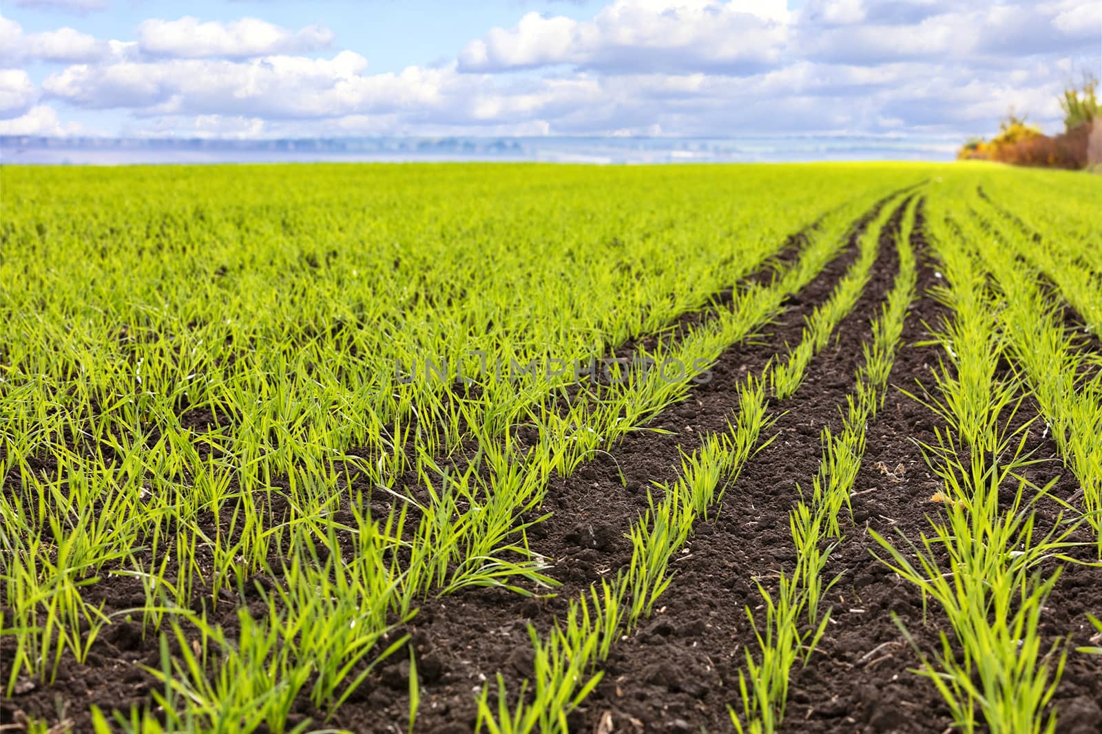 Sprouts of winter wheat sprouted in an endless field in smooth light green rows close-up.