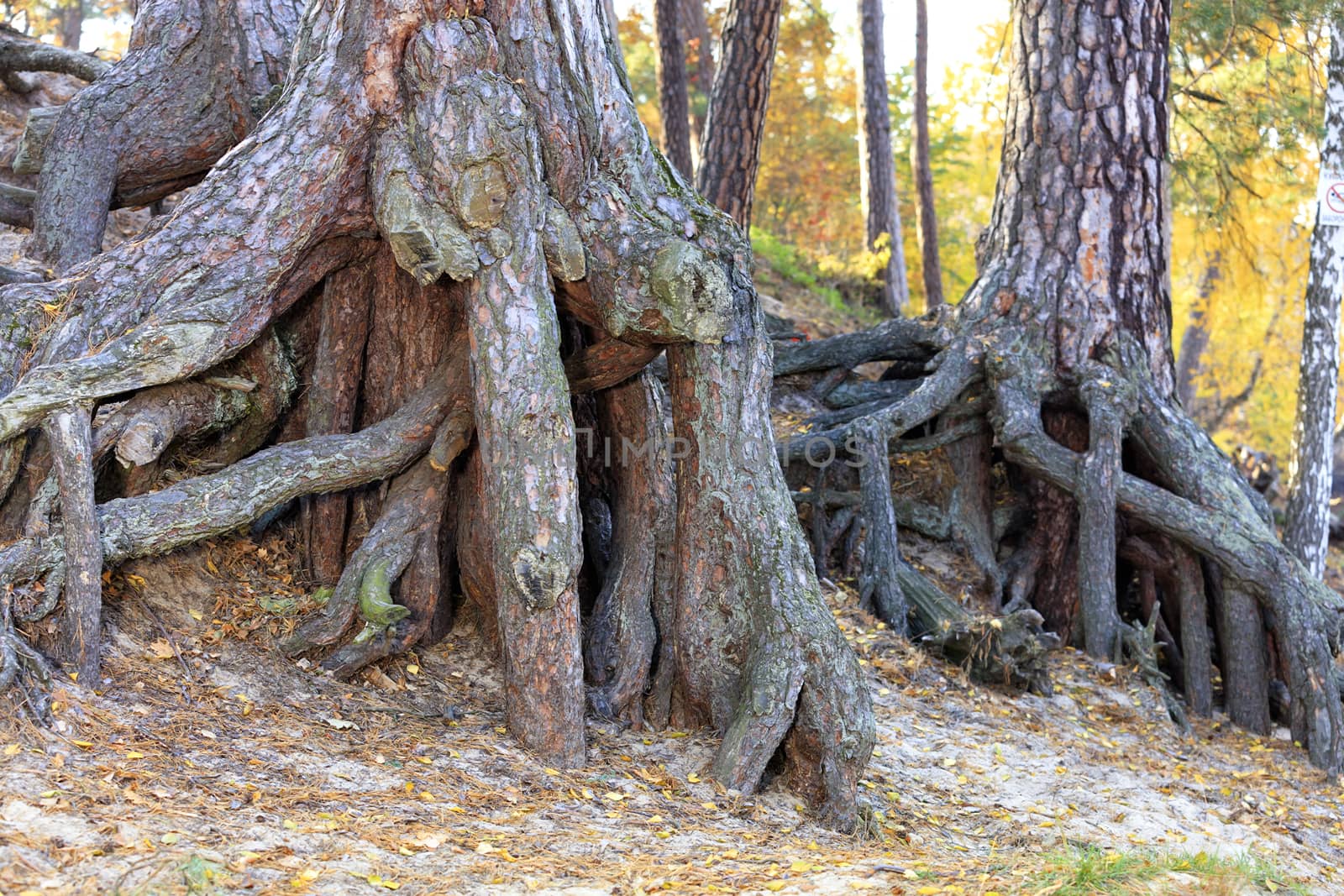 Pine old root system with powerful strong branches extending into the sandy ground autumn.