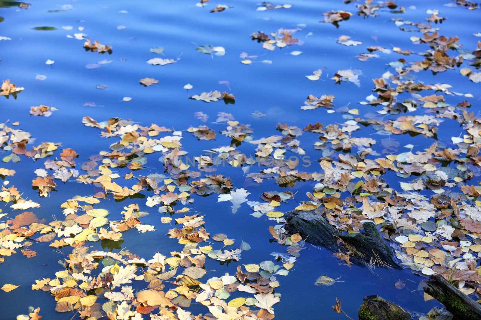 Fallen yellow leaves float on the blue surface of the lake in the water. Autumn season in October and November.