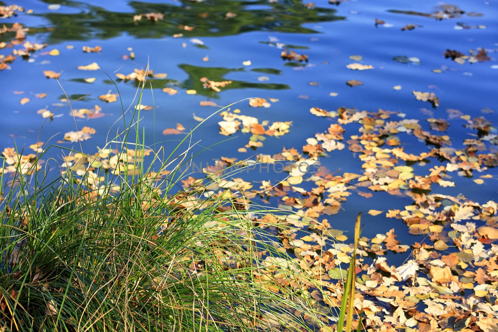 Green bunch of grass on the background of fallen yellow leaves floating in the water. by Sergii