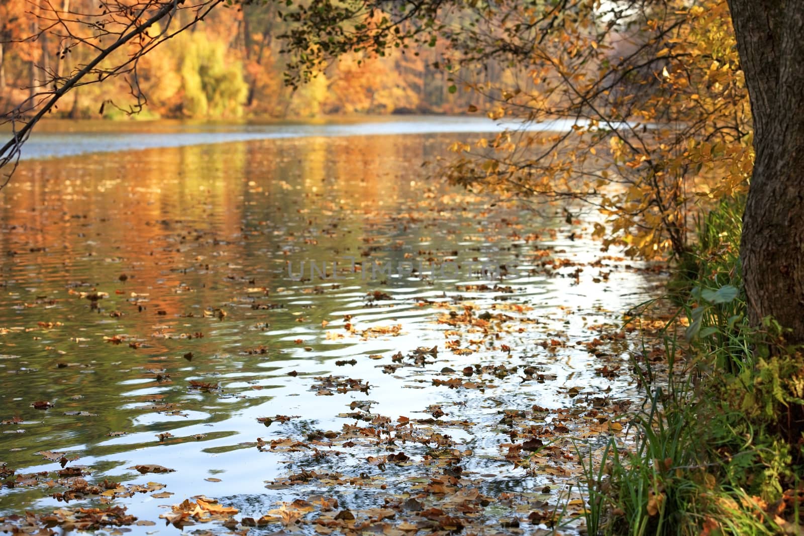 Golden colors of autumn foliage are reflected in the water surface of a forest lake. by Sergii