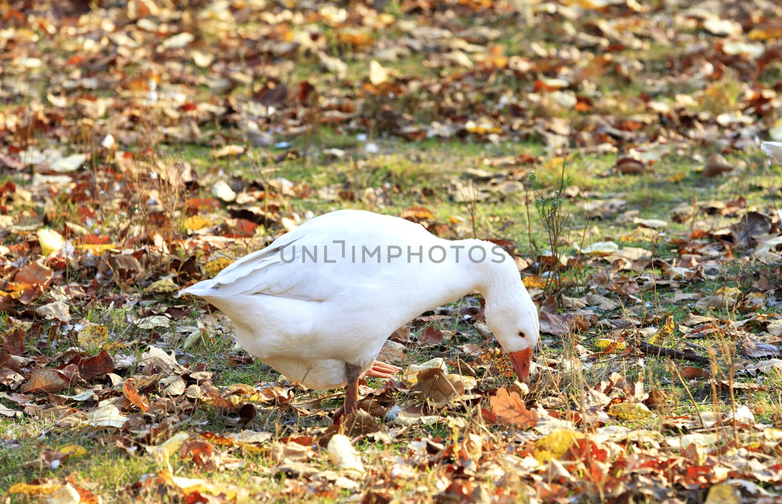 White goose grazes in a clearing among the fallen leaves in the autumn garden in the sunlight closeup.