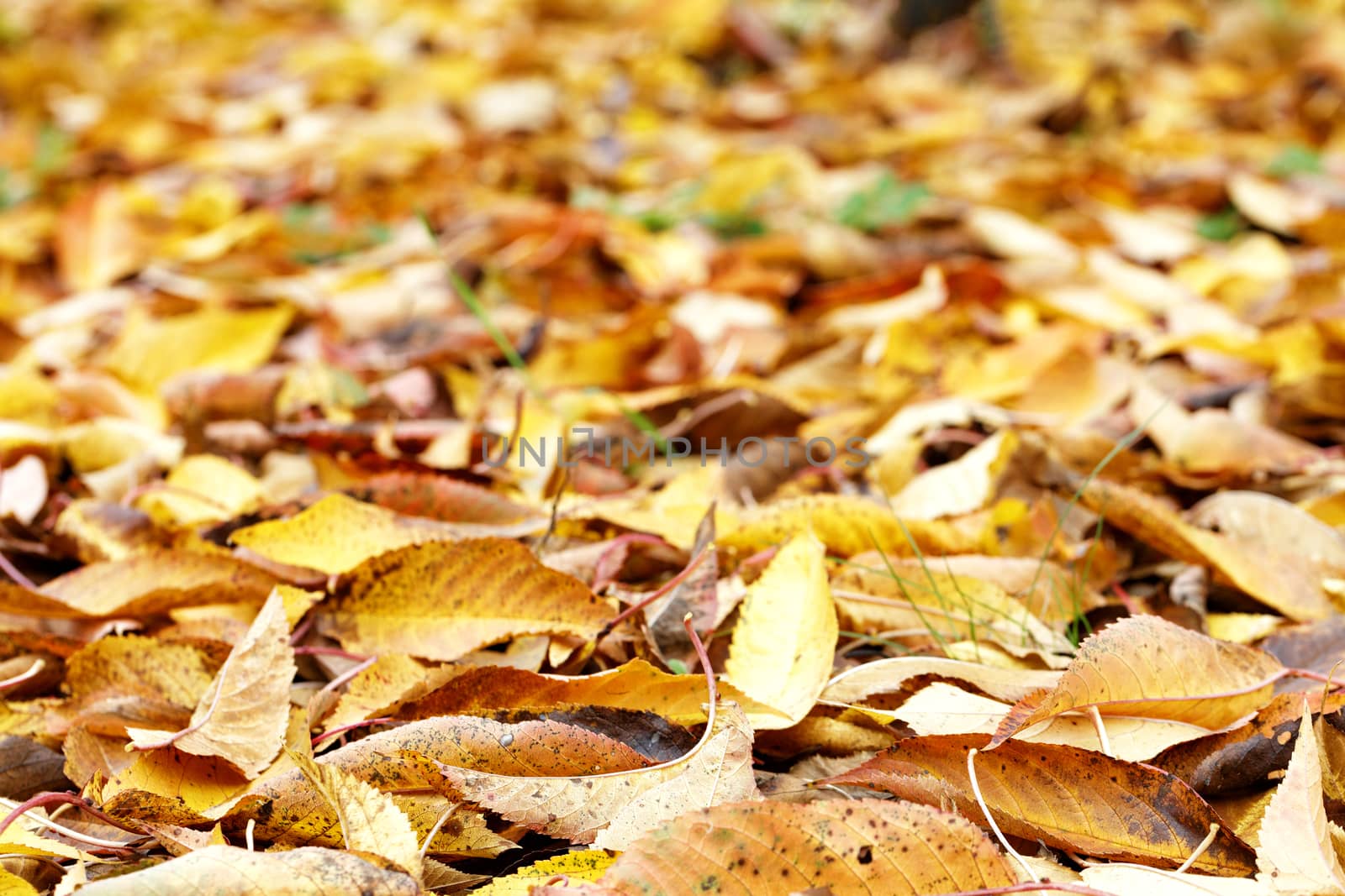 Beautiful bright background of autumn fallen foliage closeup in the foreground, with blur in the background. by Sergii