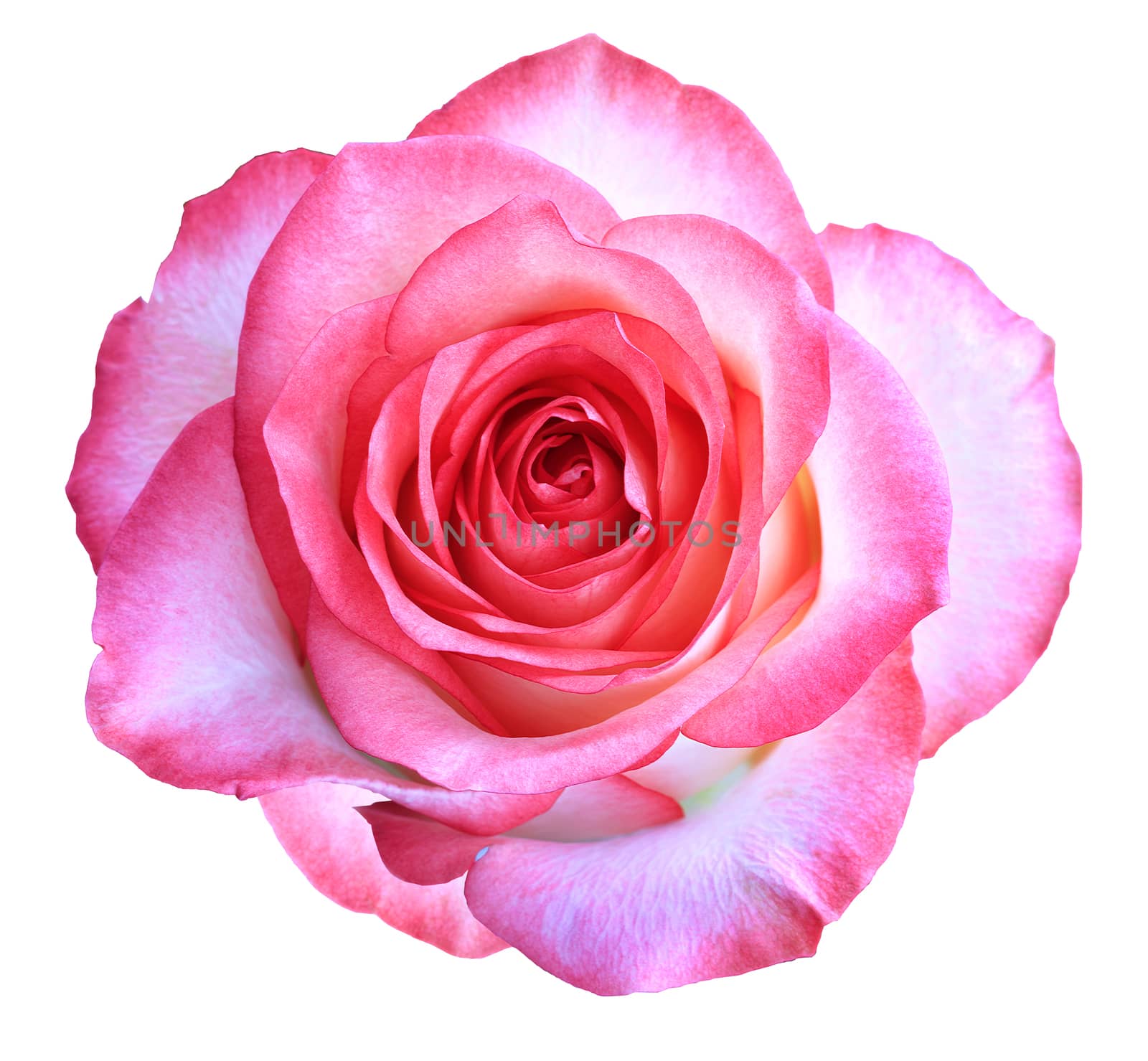 Beautiful gentle bud flower of pink rose of is isolated on a white background.
