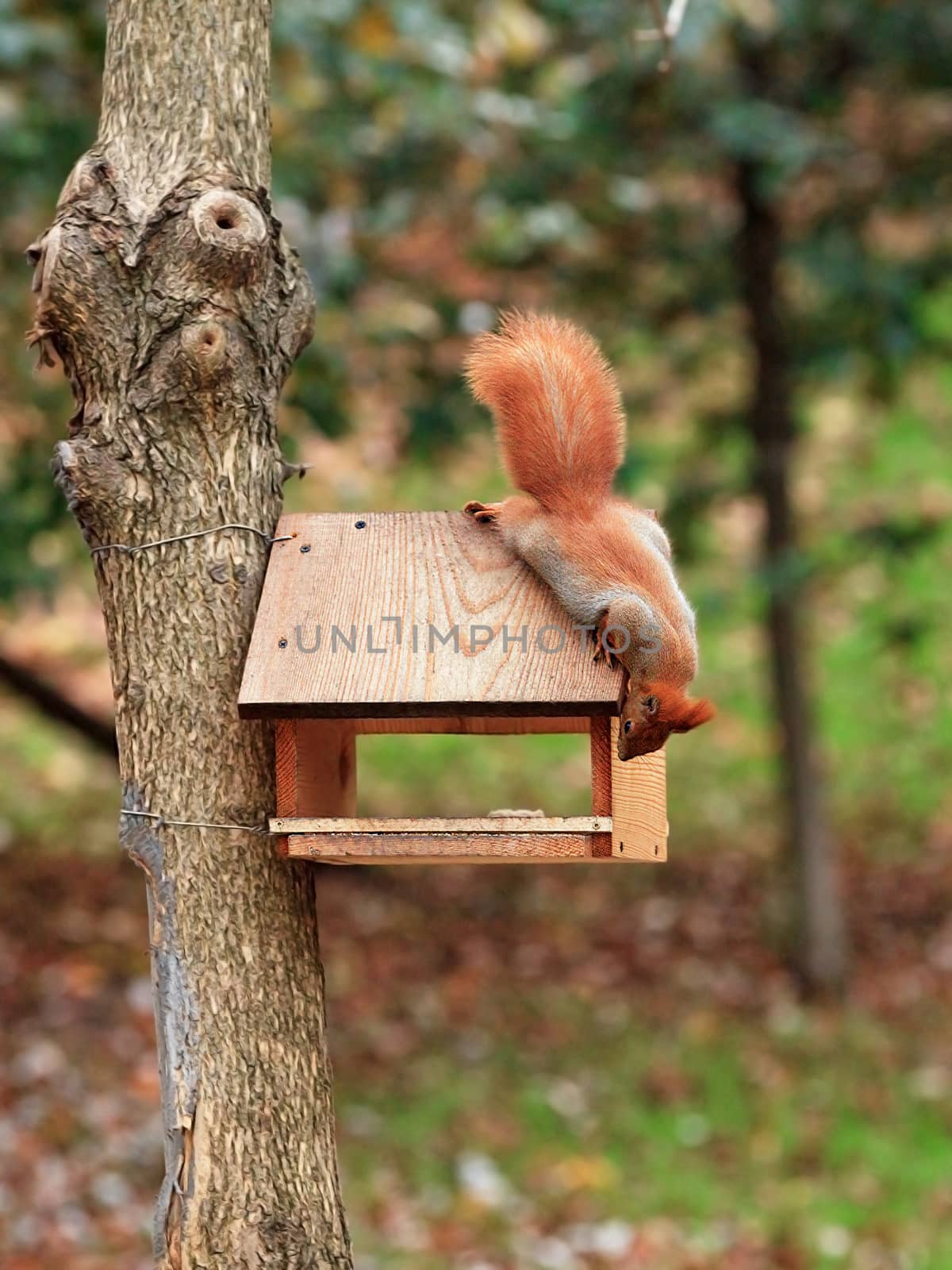 Cute little orange squirrel wants to steal food from a wooden bird feeder that is tied to a tree in a city autumn park, vertical image for social networks.