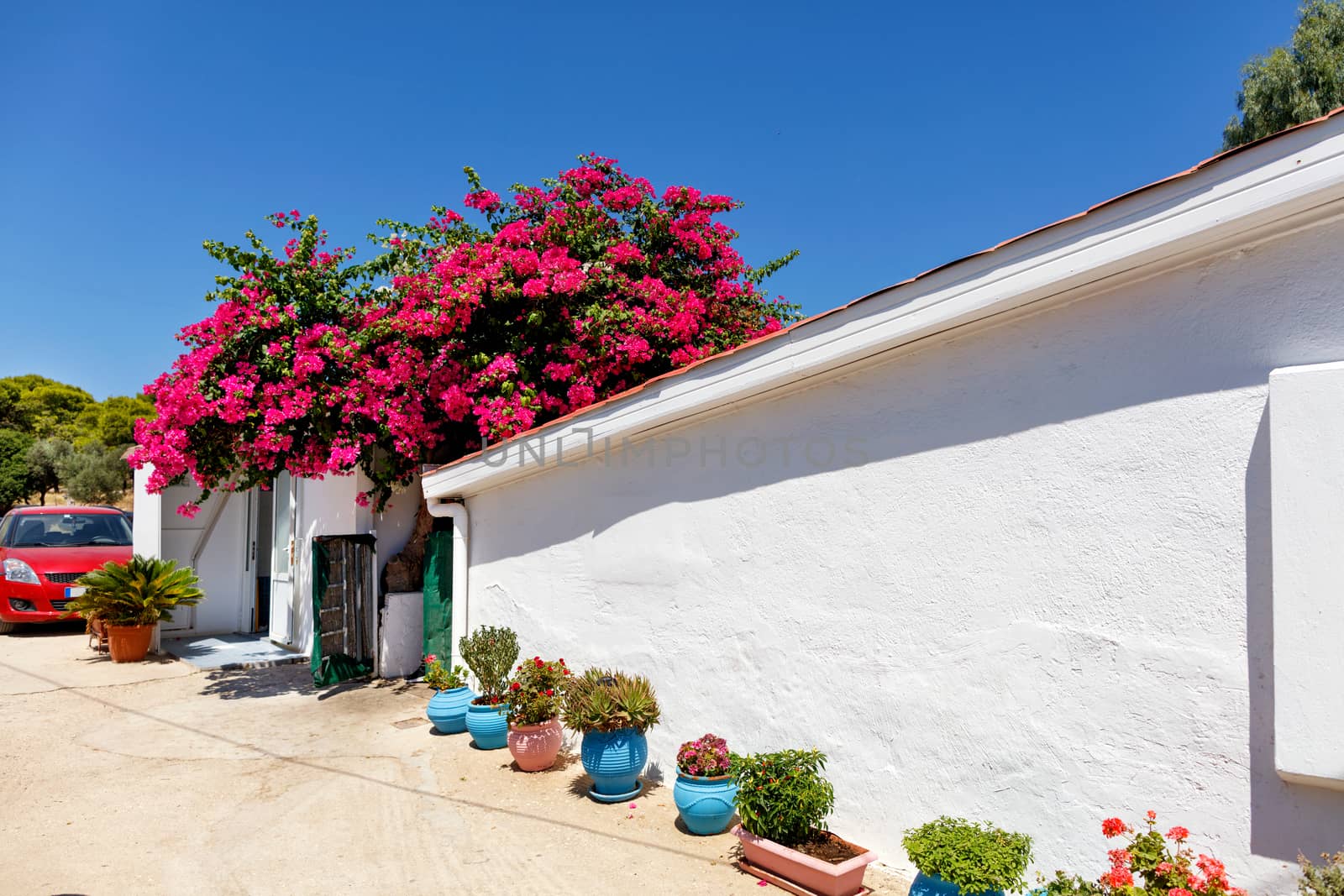 Traditional rural house in southern Greece with blooming red azalea near the white wall of a one-story house on a background of blue sky. by Sergii