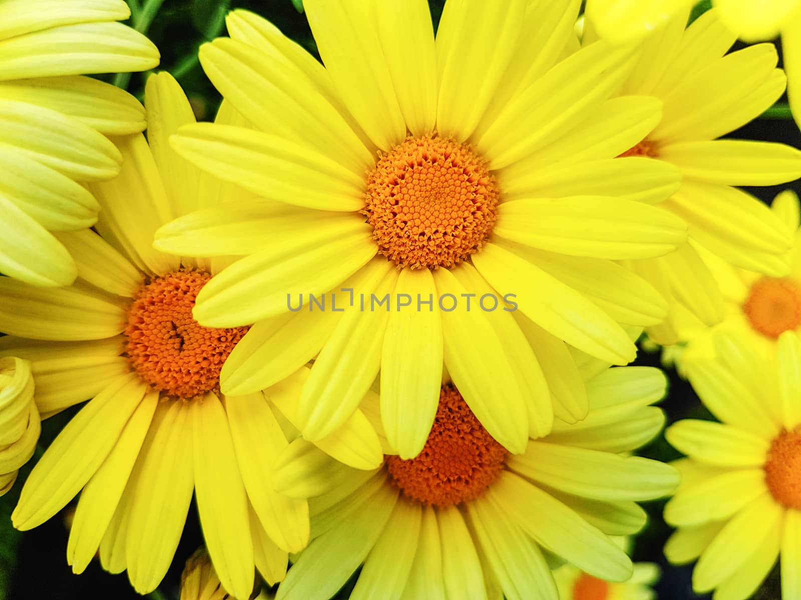 Bright yellow flowers by wdnet_studio