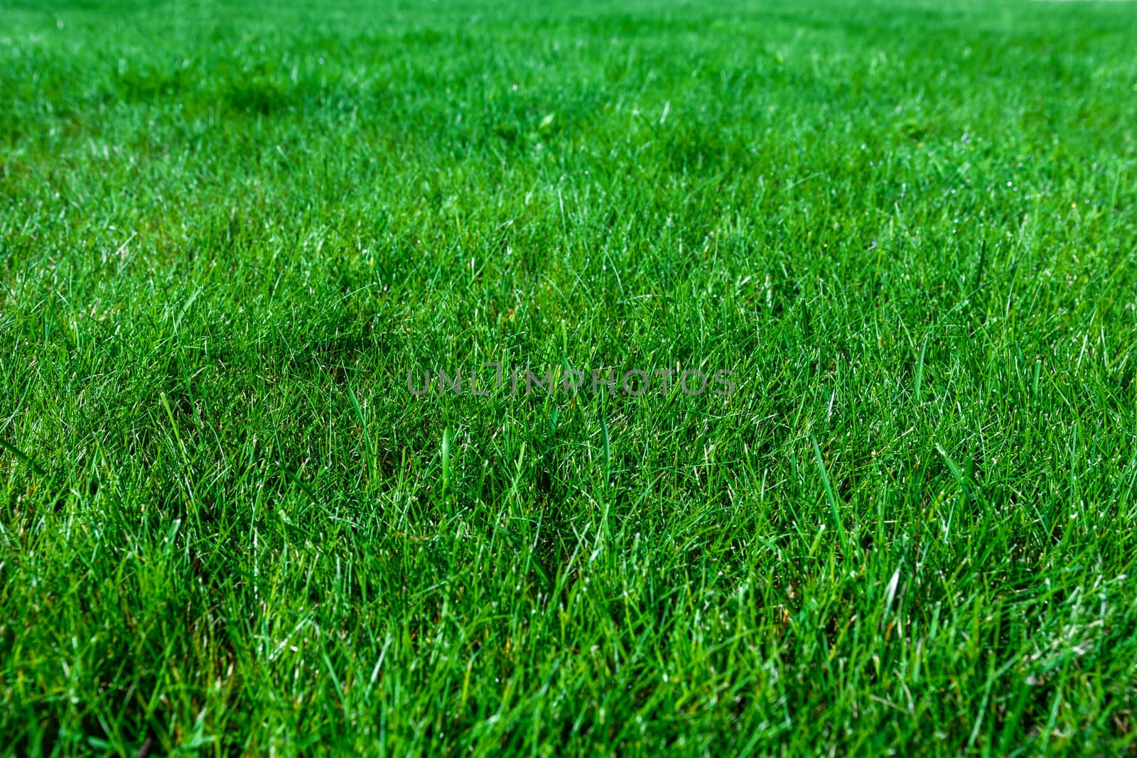 Green grass background by wdnet_studio